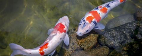 錦鯉繁殖|家飼い錦鯉は自分で繁殖するのでしょうか、繁殖期はいつですか